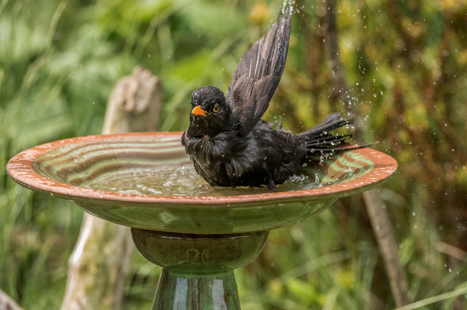 BirdBath Optical Structure